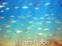 apocalypsis now by Juan Roch 